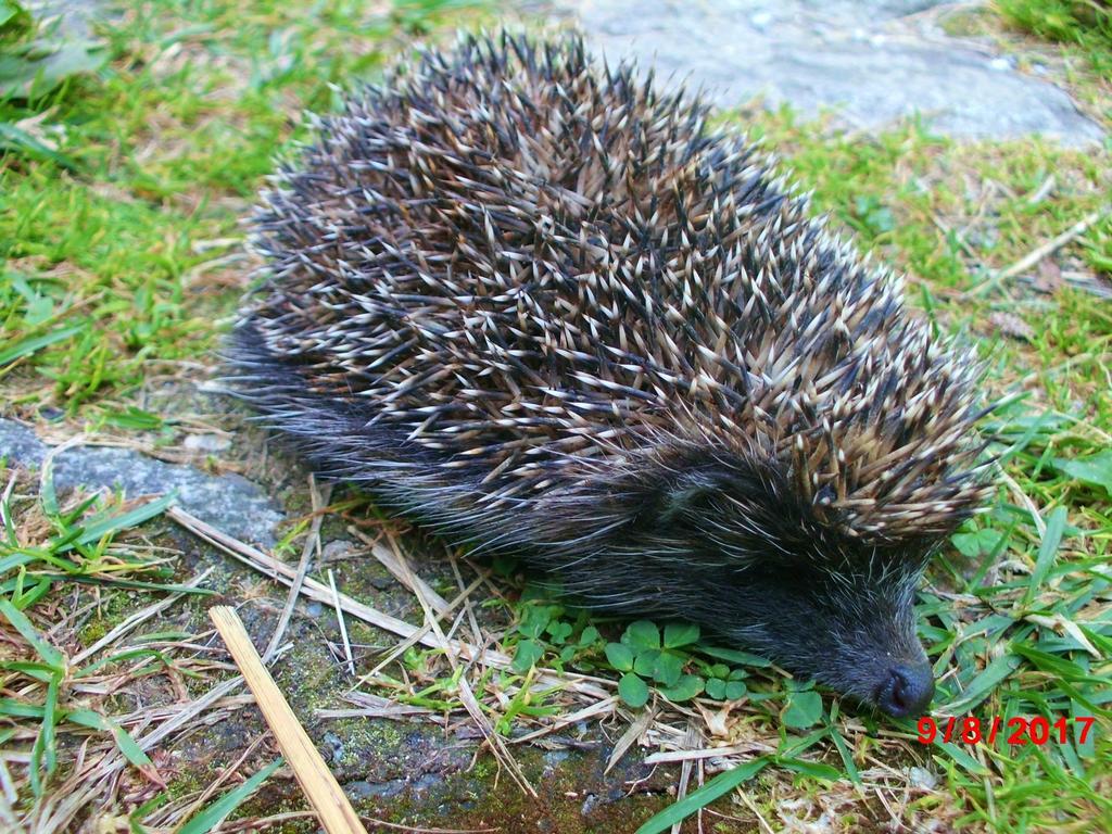 Romantická drevenica Liptovská Osada Esterno foto